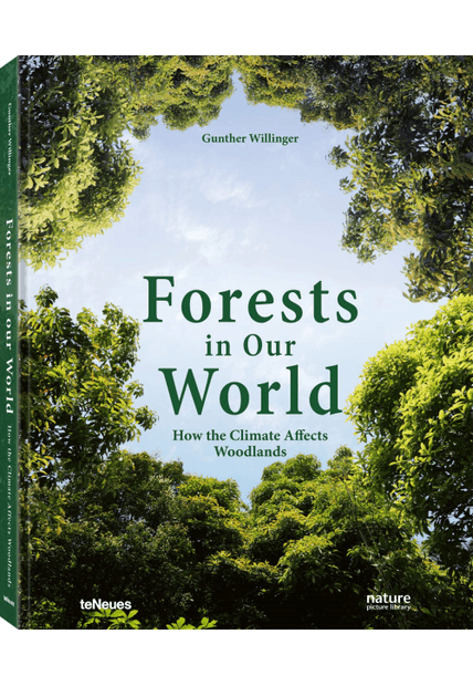 Forests in Our World: How The Climate Affects Woodlands